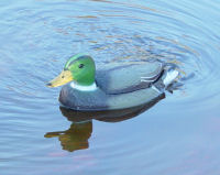 Radio Controlled Duck